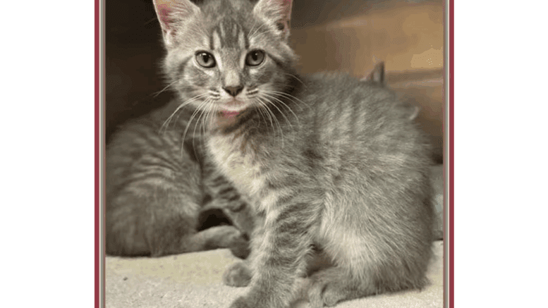 A grey tabby kitten sitting inside a cage