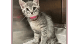 A grey tabby kitten sitting inside a cage, looking at the outside