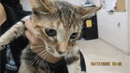 A torbie kitten held by someone while looking downward
