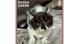 A black/white shepherd loafed inside a cage