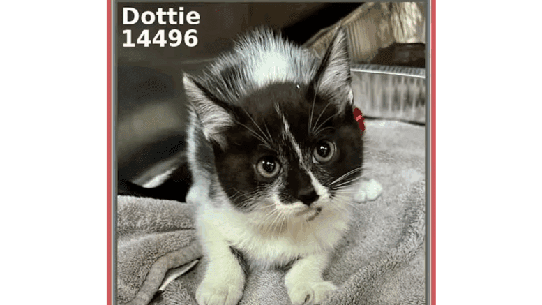 A black/white shepherd loafed inside a cage