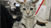 A tabby kitten held in front of a camera