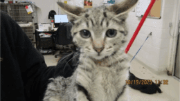 A tabby kitten held in front of a camera