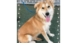 A red brown shepherd looking happy with tongue's out