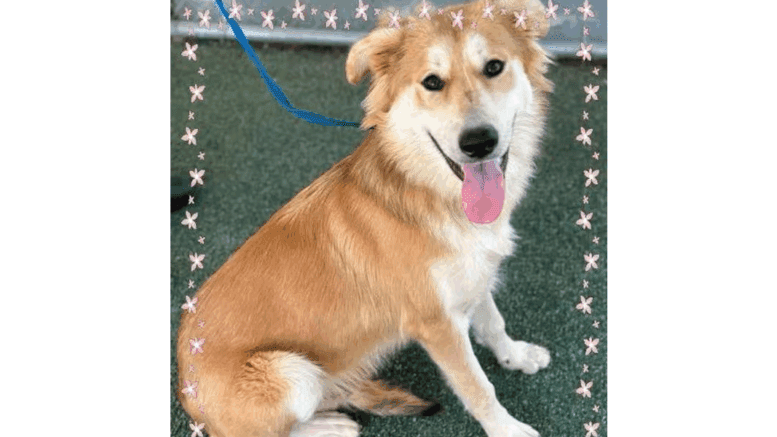 A red brown shepherd looking happy with tongue's out