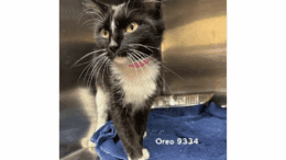 A black/white cat standing on a cage with a blue cloth