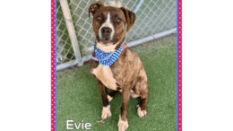 A brindle/white boxer with a blue leash, sitting near a fence
