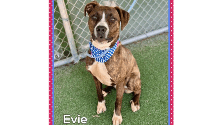 A brindle/white boxer with a blue leash, sitting near a fence