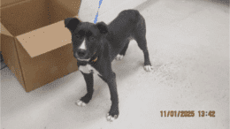 A black/white labrador retriever standing beside a large box