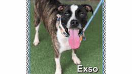 A brindle/white American pit bull terrier with tongue's out