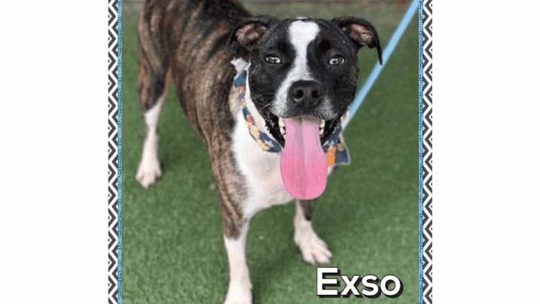 A brindle/white American pit bull terrier with tongue's out