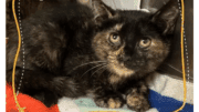 A tortoiseshell kitten loafed inside a cage, looking outside