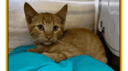 An orange tabby kitten curled up inside a cage