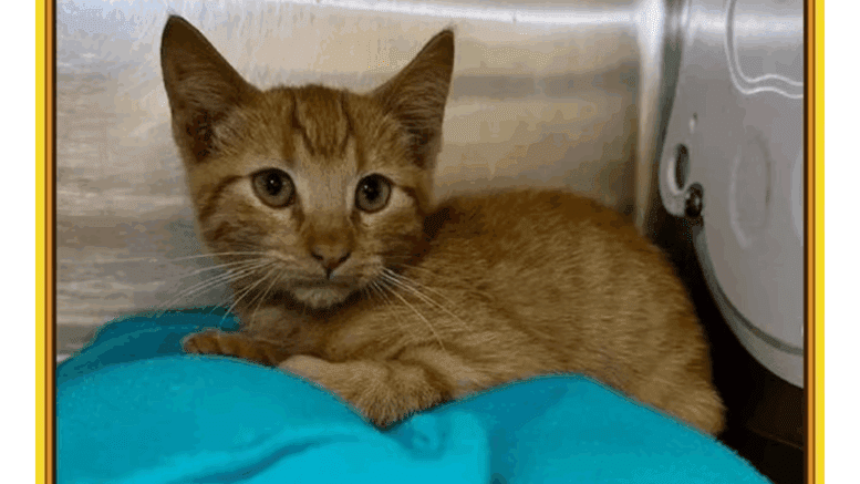 An orange tabby kitten curled up inside a cage