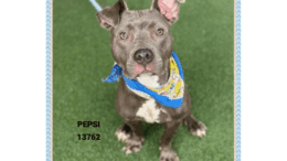 A grey American pit bull terrier looking at the camera without an expression