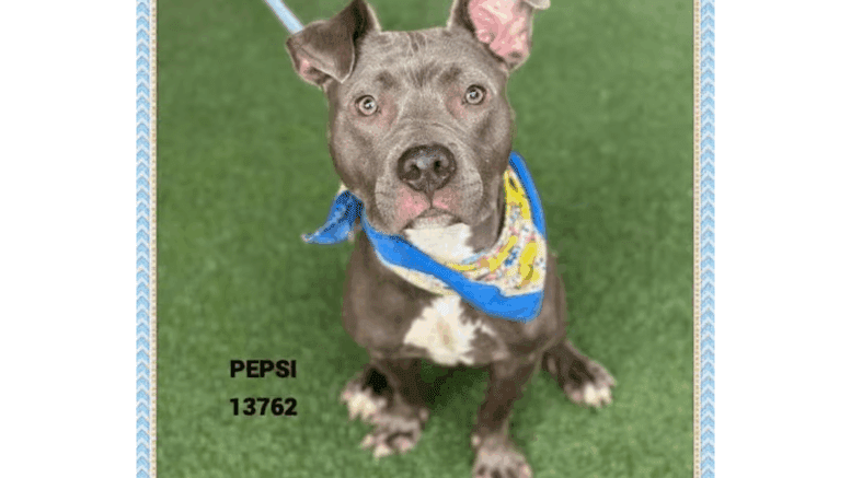 A grey American pit bull terrier looking at the camera without an expression