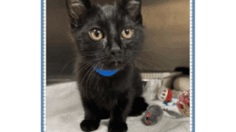 A black/white kitten with a blue pet collar, sitting inside a cage