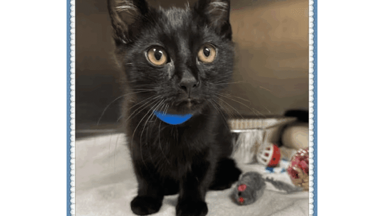 A black/white kitten with a blue pet collar, sitting inside a cage