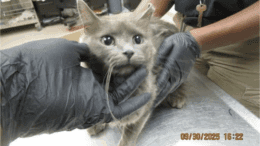 A grey cat held by someone at the back and upfront