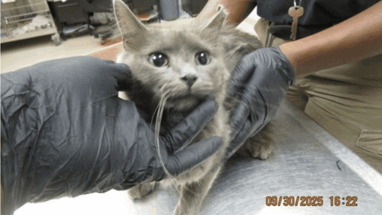 A grey cat held by someone at the back and upfront