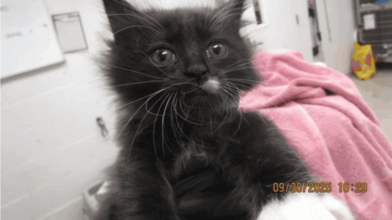 A black/white kitten with pink cloth at the back