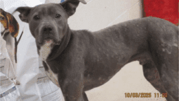 A grey/white American pit bull terrier looking at the side