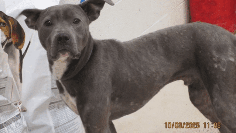 A grey/white American pit bull terrier looking at the side