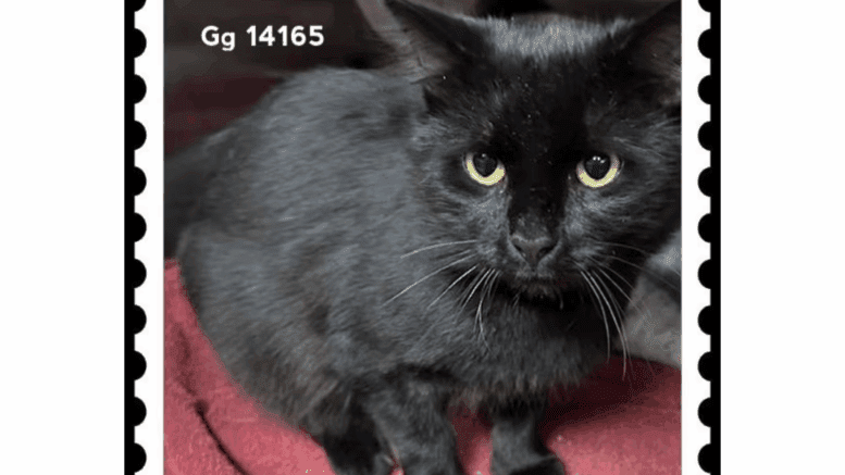 A black cat sitting inside a cage with a pink cloth
