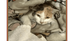 A muted calico kitten loafed inside a cloth with one paw out