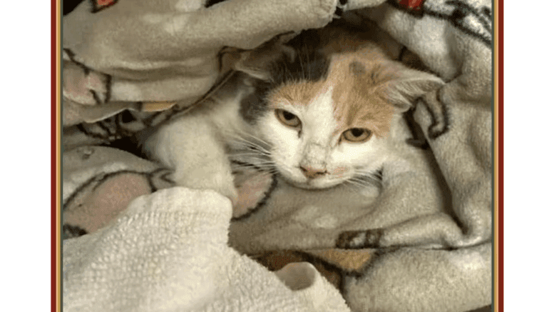 A muted calico kitten loafed inside a cloth with one paw out