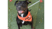 A black American pit bull terrier with an orange scarf, looking happy