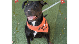 A black American pit bull terrier with an orange scarf, looking happy