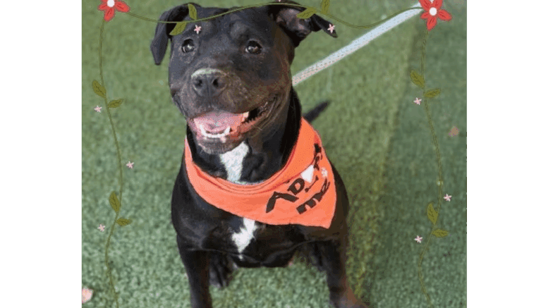 A black American pit bull terrier with an orange scarf, looking happy