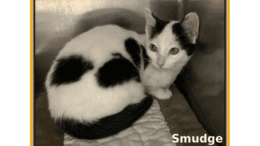A black/white kitten loafed inside a cage