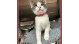 A white/grey kitten looking outside and seemingly stepping out of the cage