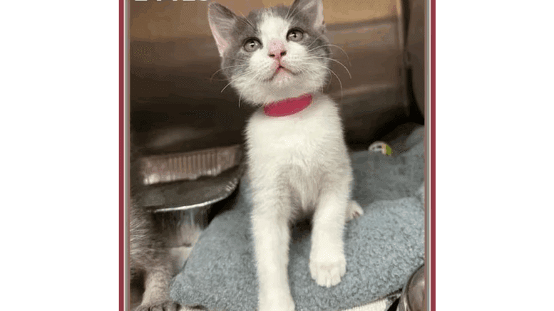 A white/grey kitten looking outside and seemingly stepping out of the cage