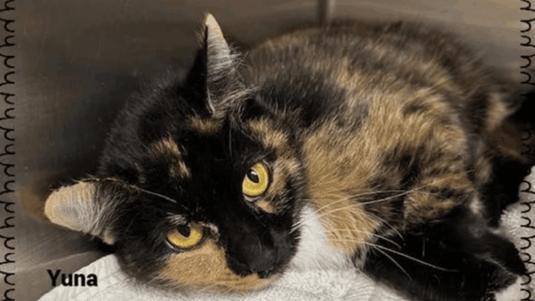 A tortoiseshell cat lying on its side inside a cage