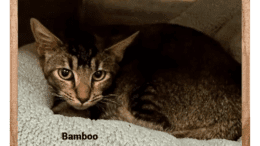 A tabby kitten loafed inside a cage with a light grey pillow