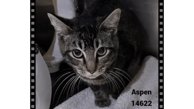 A tabby kitten loafed inside a cage