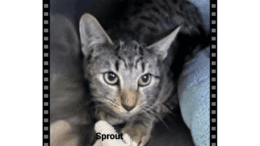 A tabby kitten loafed inside a cage