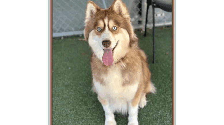 An apricot/white Siberian husky sitting on a grass with tongue's out