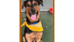 A black/brown hound with a yellow scarf, looking happy