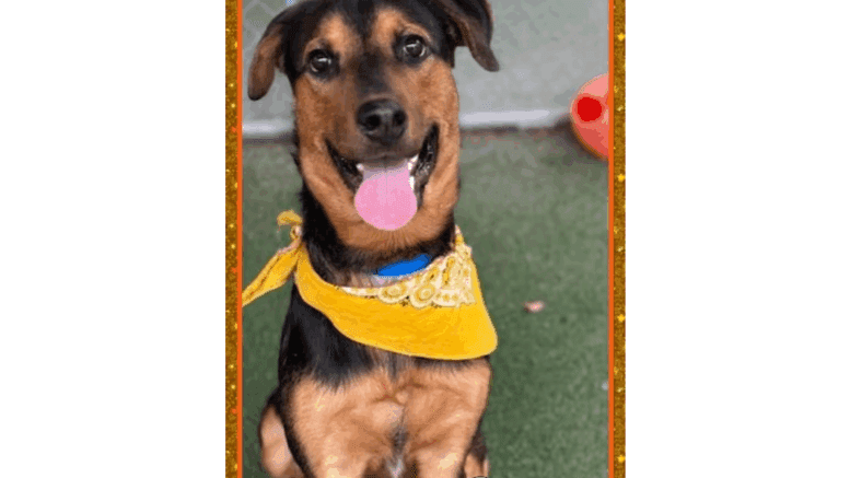A black/brown hound with a yellow scarf, looking happy
