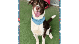 A brown/white border collie looking happy with tongue's out