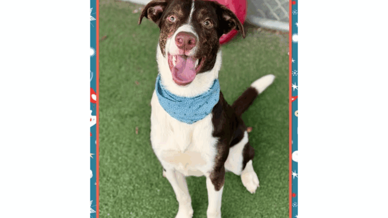 A brown/white border collie looking happy with tongue's out