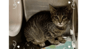A tabby kitten sitting inside a cage