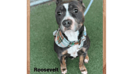 A brindle/white American pit bull terrier looking at the camera with a sad face