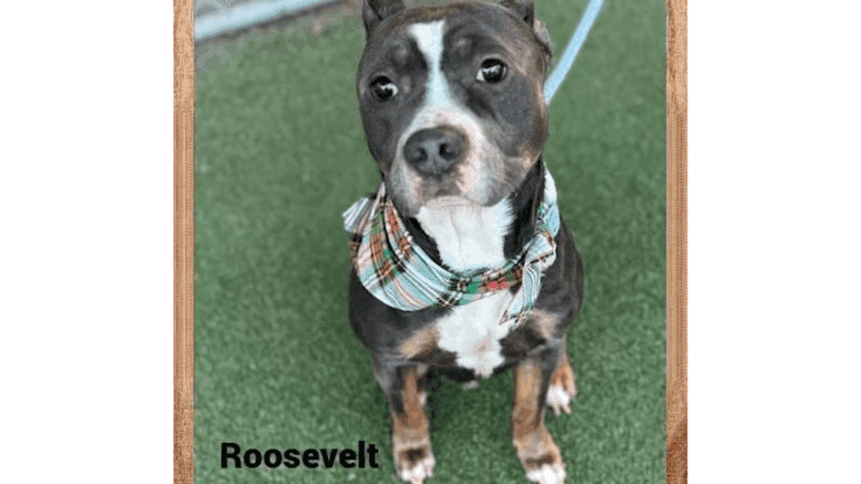 A brindle/white American pit bull terrier looking at the camera with a sad face