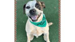 A white/brown American pit bull terrier looking at the camera happily