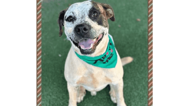 A white/brown American pit bull terrier looking at the camera happily